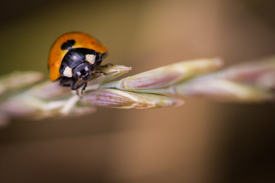 Coccinelle sur branche maron