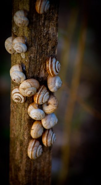 Les petits Escagots.
