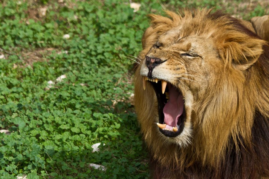 Le lion de Montpellier montre les dents !