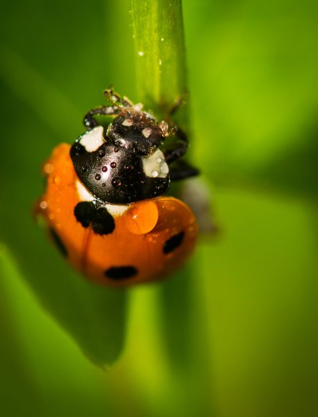 Coccinelle qui monte sous la pluie