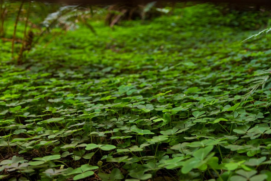 Pattern Leaf
